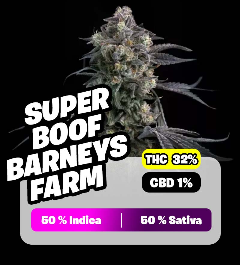 weedlers-super-boof-barneys-farm