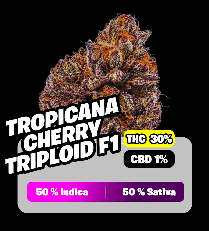 weedlers-Tropicana-Cherry-triploid-f1
