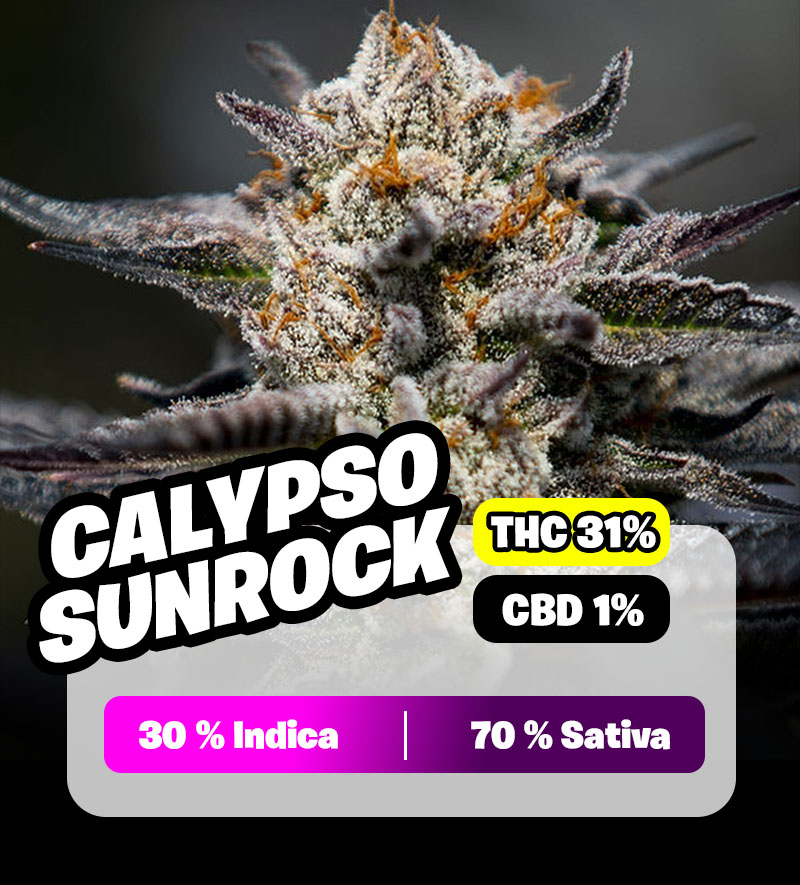 weedlers-calypso-sunrocks