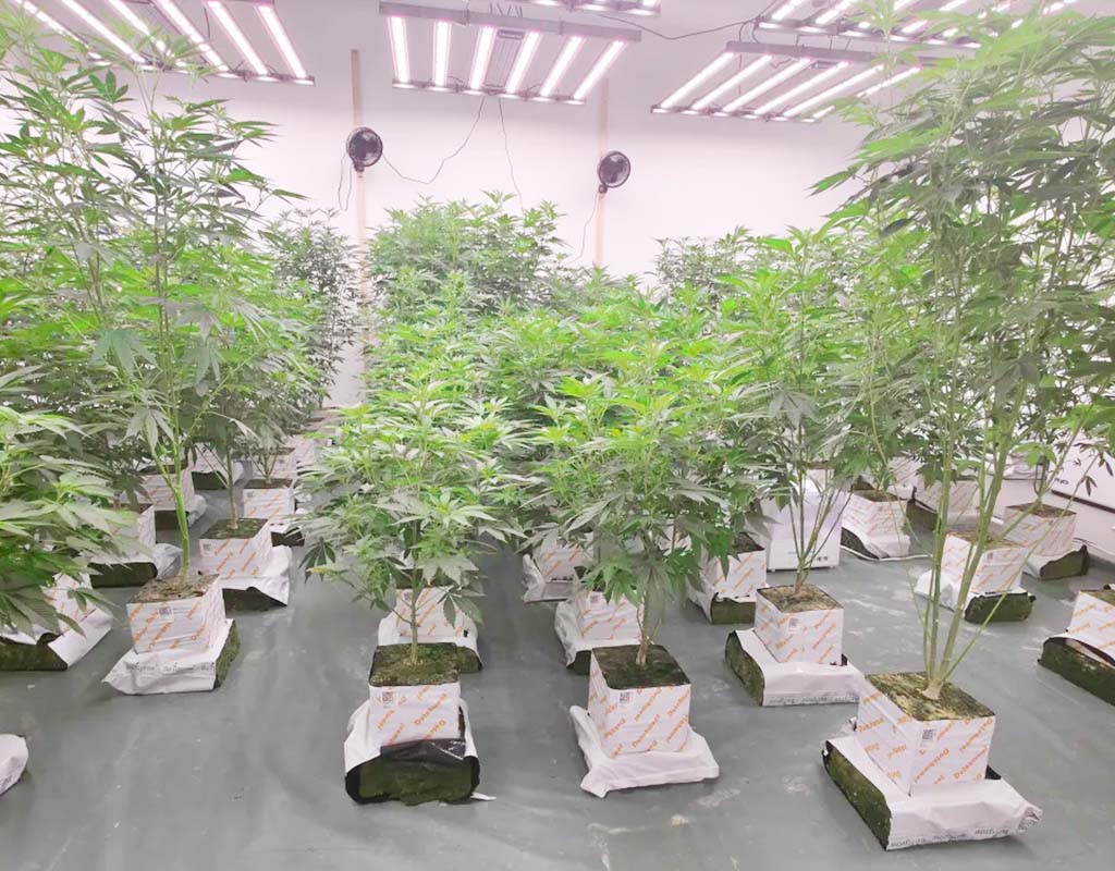 weedlers-blüteraum5