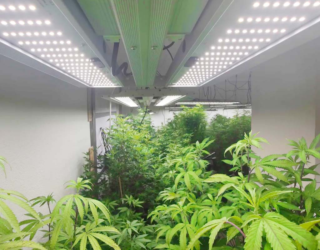 weedlers-mutterraum-4