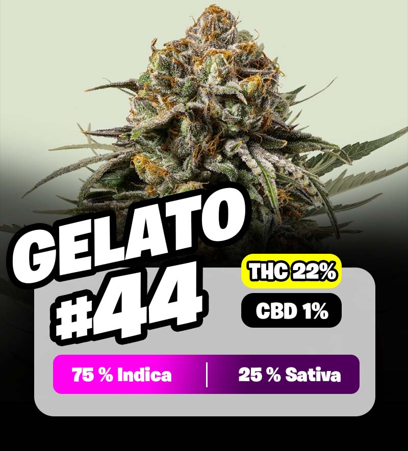 weedlers-gelato#44