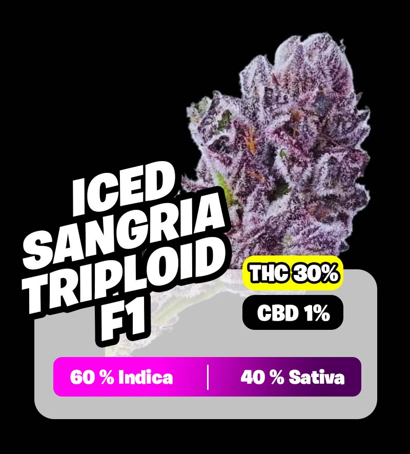 weedlers-iced-sangria-triploid-f1