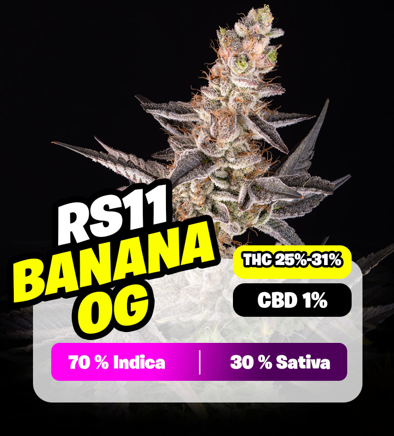 weedlers-rs11-banana-og