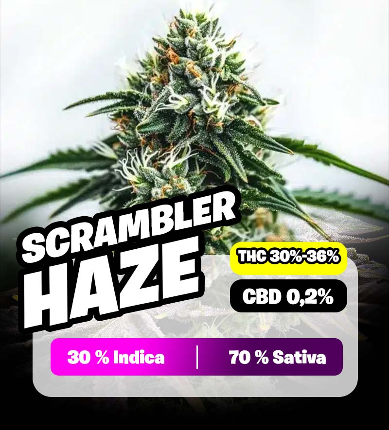 weedlers-scrumbler-haze