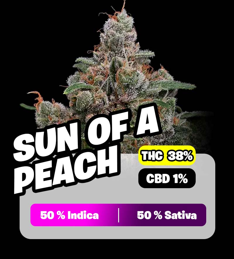 weedlers-sun-of-a-peach